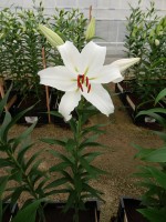 [4326 Constanta 2N VZ No101.JPG]